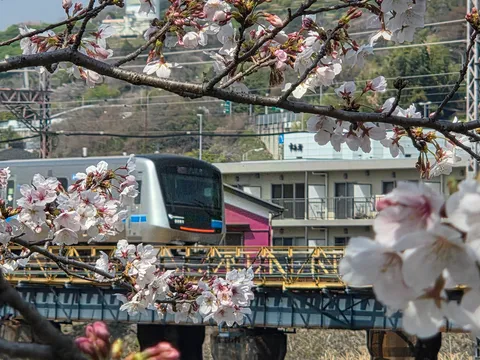 桜