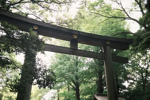 森の主役、金紋きらり