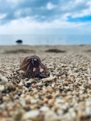 砂浜の小さな旅人
