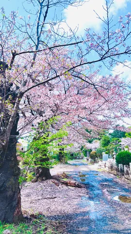 花びらの道、青空の余韻