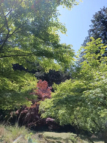 木漏れ日と紅葉のコントラスト