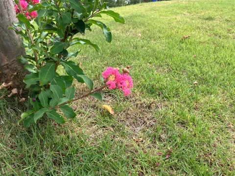 午後の日差し、草葉に揺れる花
