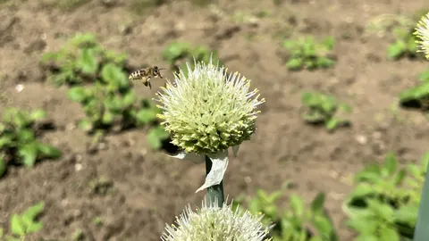 ハチ、花の魅力に一直線