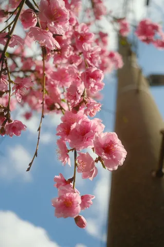 春風に揺れる桜、空への誘い