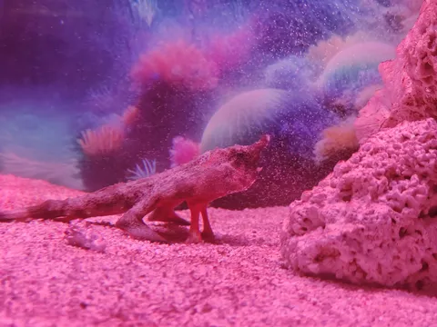 水中探検、不思議な生き物