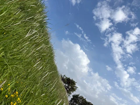 風にそよぐ草と空のコントラスト