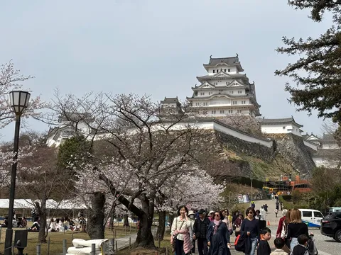 桜舞う城下町、希望への一歩