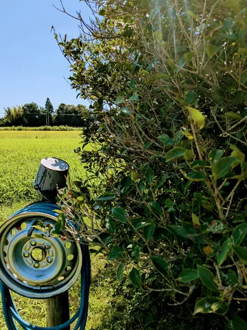 夏の田園風景、青いホースとトンボ