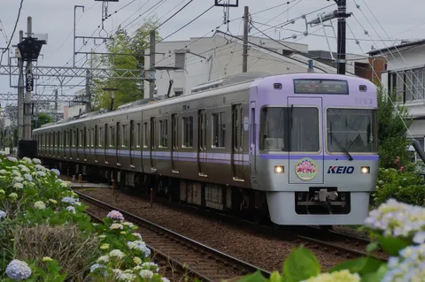 紫陽花と紫の電車、梅雨の風情
