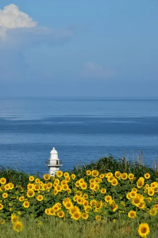 海辺の向日葵と灯台
