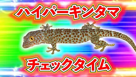 迫力満点！ヤモリのチェックタイム