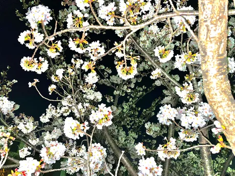 夜風とともに白花が揺れる