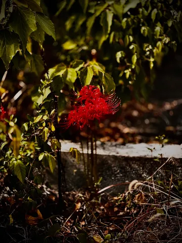 妖しく咲く、深紅の秘密