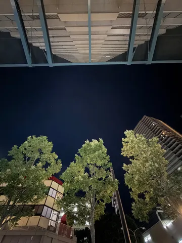 夜空と木々がつなぐ静寂
