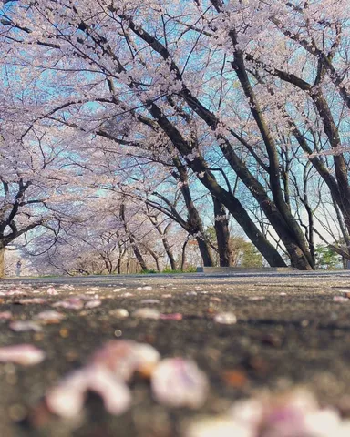 散りゆく桜の絨毯