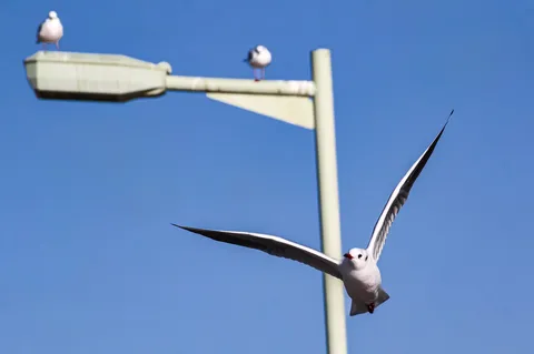 青空を悠々と舞うカモメ