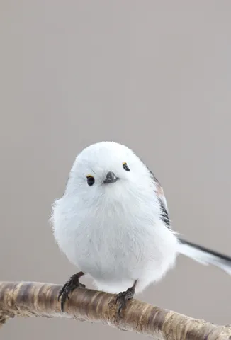 ふわふわ！冬の小さな訪問者