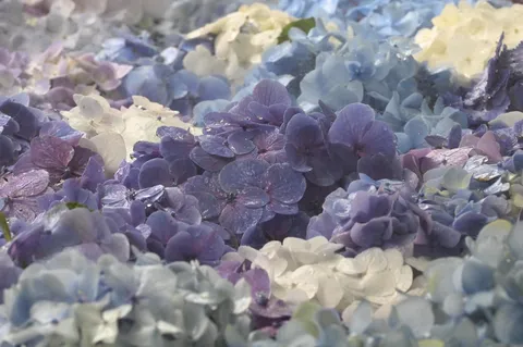 水滴に光る、紫陽花の静かな彩り