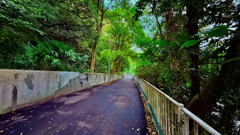 緑陰の道で静かな散歩