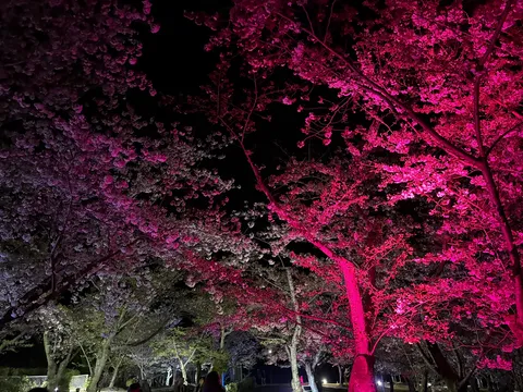 夜桜が灯すピンクの路