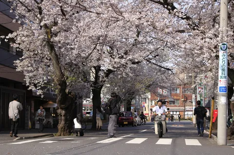 満開の桜と新緑の街並み