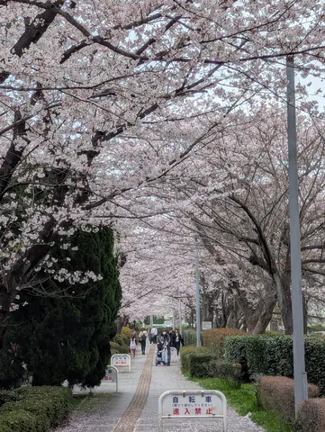 桜並木の下の小道