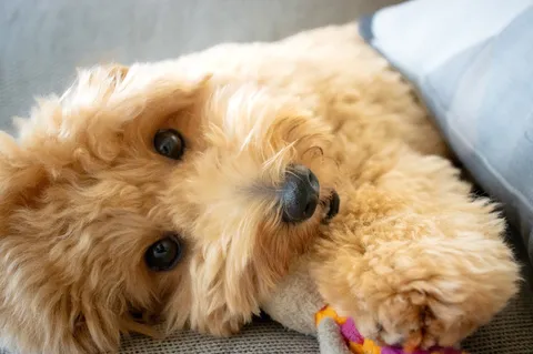ふわりと眠る午後の犬