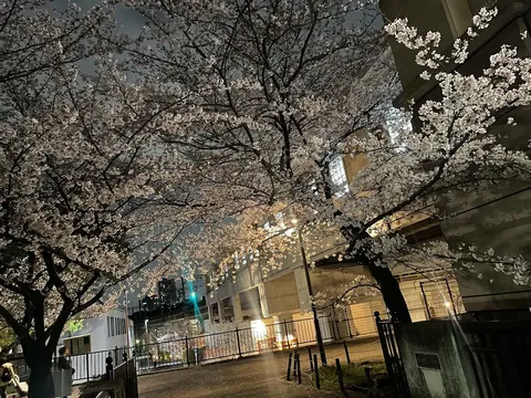 都市に灯る幻想の夜桜