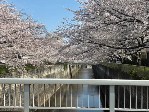 春風と桜並木の川辺