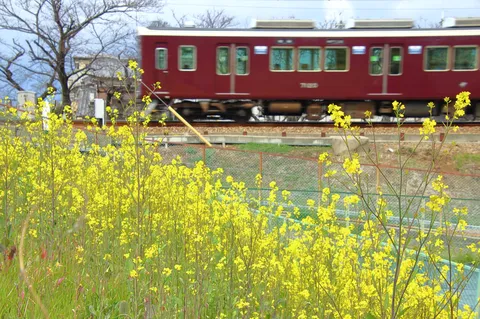 電車と菜の花、春の共演