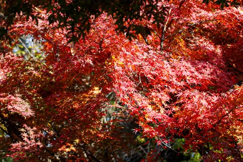 紅葉のグラデーションに息をのむ
