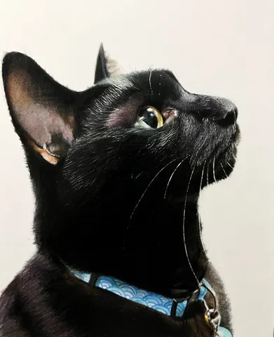 黒猫の神秘的な横顔