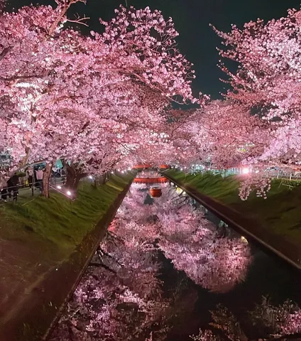 夜桜トンネル、舟もご満悦？