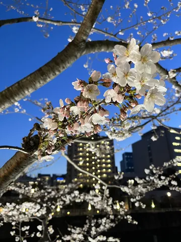 夜空に浮かぶ桜と街の光