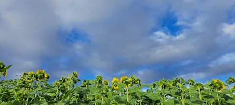 空とひまわり、迫る雲のドラマ