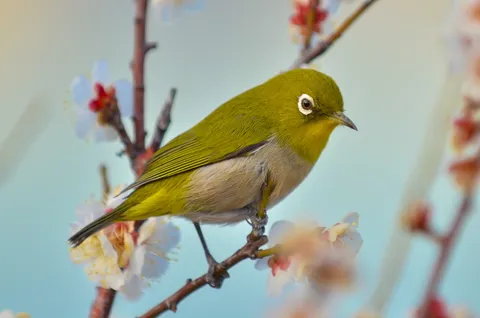 可憐なメジロ、花に憩う