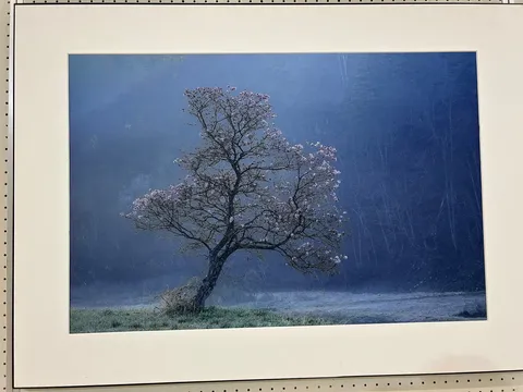 霧の中の静寂、桜の蕾