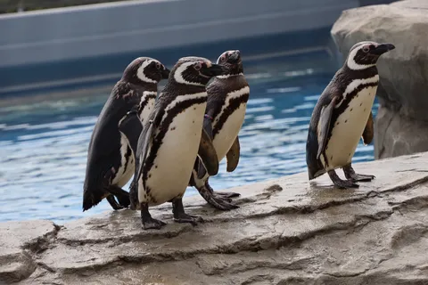 ペンギンたちの水辺の集い