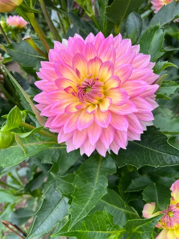 陽光を浴びて咲く、華麗なダリア