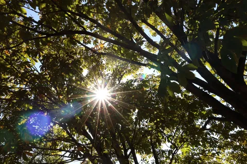 木漏れ日の光芒、夏の訪れ