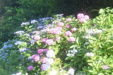 紫陽花のシャワー