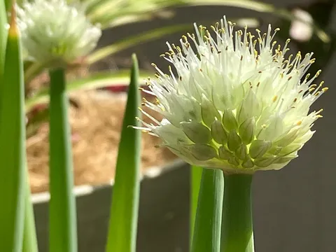 みずみずしい葱坊主