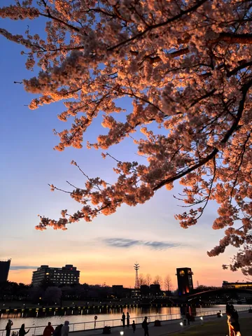 夕焼け空に桜、今日の主役は？
