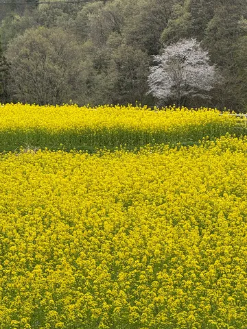 満開の菜の花と春の木々
