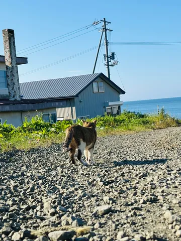 猫、旅立つ