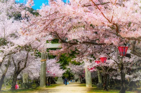 提灯が揺れる桜の参道