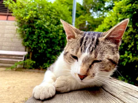 まどろむ猫、夏の午後