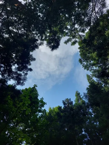 木漏れ日と空のコントラスト