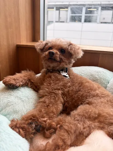 もふもふ、窓辺でリラックス