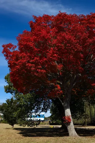 燃える紅葉と青い空